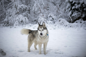 Alaskan Malamut Tala