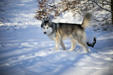 Alaskan Malamut Tala