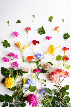 Nutritious edible flowers, roses, geranium, hydrangea, zucchini squash, nasturtium, and plumbago, that add flavor, texture and color to meals. Creative layout flatlay.