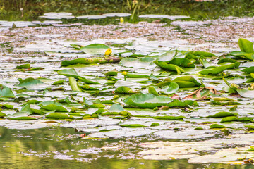 Yellow water lily flower, Nuphar lutea, blooming yellow among the green leaves on the water of the lake