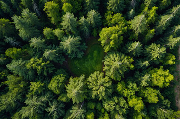 green pine forest aerial view in summer - obrazy, fototapety, plakaty