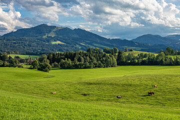 Fototapeta na wymiar Green landscape in Allgovia, Germany