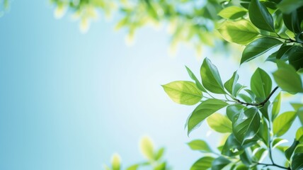 Obraz premium Spring background, green tree leaves on blurred background