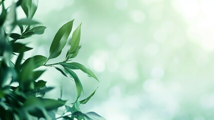 Spring background, green tree leaves on blurred background