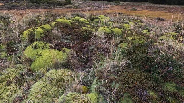 Botany. Andean flora. Closeup view of giant Bolax gummifera field growing in the mountains.	
