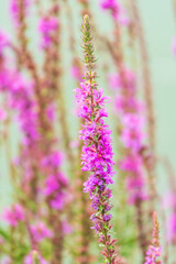 Summer Flowering Purple Loosestrife, Lythrum tomentosum on a green blured background.