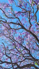 Trees with purple leaves wallpaper - Trees brunches apreciation - Sky wallpaper