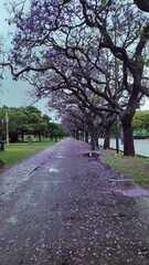 Fototapeta na wymiar Purple trail of trees. Flower petals on the ground - landscape Wallpaper