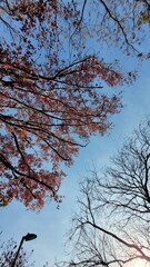 Trees with red leaves wallpaper - Trees brunches apreciation - Sky wallpaper