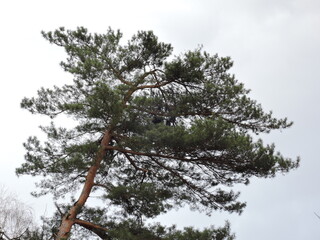 Pine crown