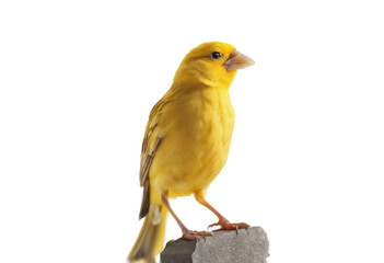 Yellow canary Serinus canaria isolated on white background - obrazy, fototapety, plakaty
