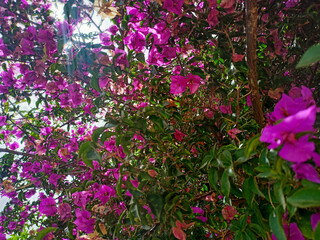 Obraz premium pink flower 