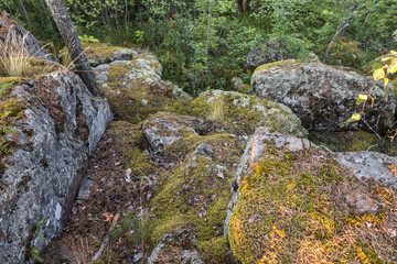 Naklejka na ściany i meble beautiful forest landscape, rocky terrain. Trees growing on the rock. Karelia. Russia 