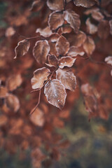 Brown leaves covered in frost. High quality photo
