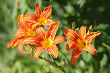 Fototapeta premium Close up orange tiger lily in full bloom. tiger orange lilies bloom in the garden on a green background. Lilium bulbiferum flower. Lilium bulbiferum, orange, tiger or fire lily, belonging to Liliaceae
