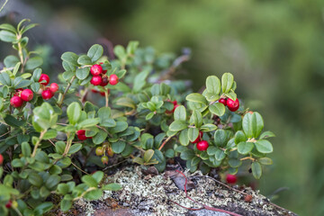 lingonberry bushes growing on the rocks. green leaves and red berries of northern lingonberry....