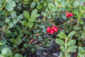 lingonberry bushes growing on the rocks. green leaves and red berries of northern lingonberry. natural plant background