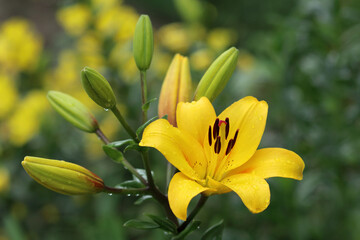 Fototapeta premium Lilium. Yellow Lily. Family Liliaceae. Close-up of a yellow Lily flowers. Lilium. Lilies blooming close up. Flower on a green background. Photo in the natural environment.