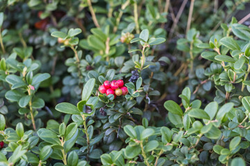 lingonberry bushes growing on the rocks. green leaves and red berries of northern lingonberry....