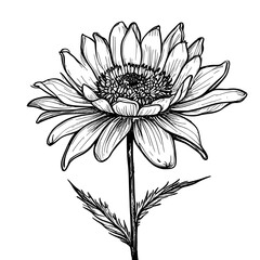 Sketch of a flower vintage black and white