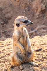 Fototapeta premium Meerkat, Suricata suricatta, on hind legs. Portrait of meerkat standing on hind legs with alert expression. Portrait of a funny meerkat sitting on its hind legs.
