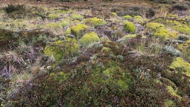 Botany. Andean flora. Closeup view of giant Bolax gummifera field growing in the mountains.	

