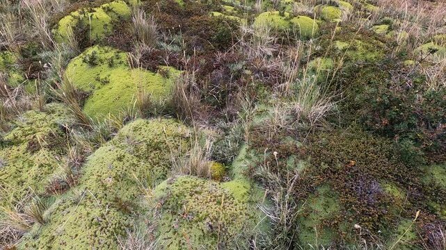 Botany. Andean flora. Closeup view of giant Bolax gummifera field growing in the mountains. 