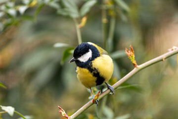 Great Tit (Parus major) in Portmarnock, Dublin, Ireland
