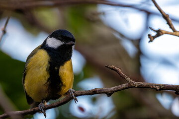 Great Tit (Parus major) in Portmarnock, Dublin, Ireland