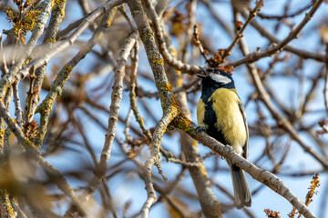 Great Tit (Parus major) in Portmarnock, Dublin, Ireland
