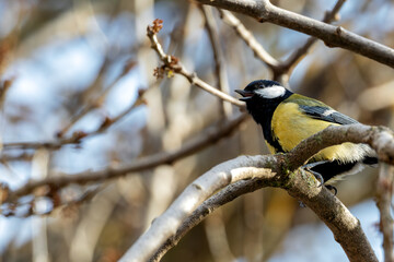 Fototapeta premium Great Tit (Parus major) in Portmarnock, Dublin, Ireland