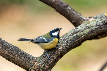 Great Tit (Parus major) in Portmarnock, Dublin, Ireland