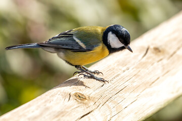 Great Tit (Parus major) in Portmarnock, Dublin, Ireland