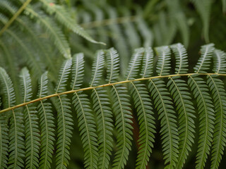 Tree fern branches in the forest