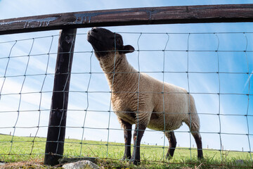 Cute black face sheep behind metal fence on display in a zoo or open farm. Barn animal in a meadow....