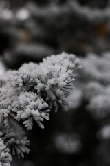 frost on branches