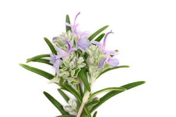 Rosemary flower and leaves isolated on white