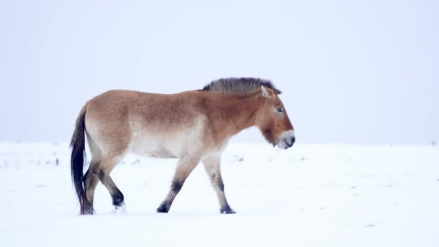 Przewalski's Horse with snow. Mongolian wild horse walking in the winter nature habitat. Cold season. Equus przewalskii Poliakov
