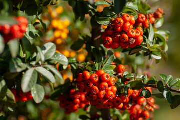 Cotoneaster garden shrub with large number bright red berries, decorative fruit, in sunlight on a sunny autumn day