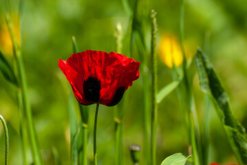 Beautiful blooming Red poppie. Spring-summer garden, fairy tale nature