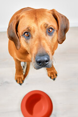 Hungry brown dog with empty bowl waiting for feeding, looking at camera, top view