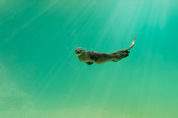 Swimming otter