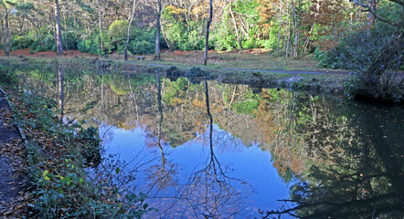 Beech trees reflected in a river in Autumn