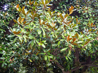Magnolia leaves in winter.Dense tree leaves. Green natural background.