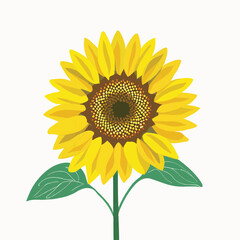 Sunflower on a white background 