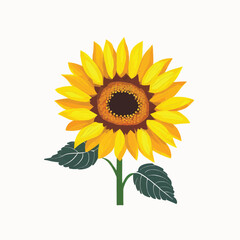 Sunflower on a white background 