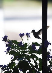 primer plano de un picaflor en las flores de una salvia guaranitica © TC2412