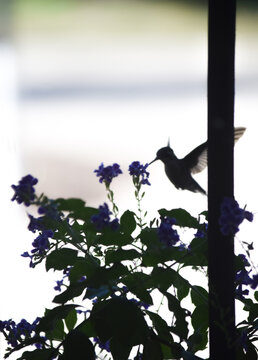 primer plano de un picaflor en las flores de una salvia guaranitica
