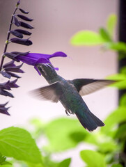 primer plano de un picaflor en las flores de una salvia guaranitica