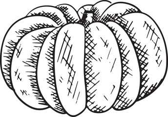 Graphic outline ink vector pumpkin illustration